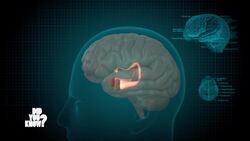 Facing Fear: Understanding and Overcoming Phobias Instructional Video