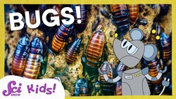 Respect the Insect! | SciShow Kids Compilation Instructional Video