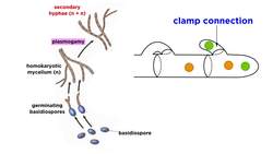 Basidiomycota Part 2: The Mushroom Life Cycle Instructional Video