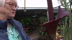 Winnipeggers line up to catch a whiff of 'disgusting' flower News Clip