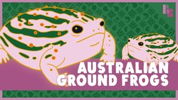 The Frog That Swallowed Its Young Instructional Video