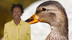Science Kids: Discovering Ducks Instructional Video