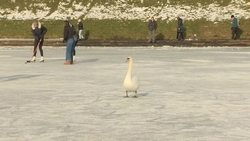 People ice skate on Edinburgh's frozen Inverleith Park pond News Clip