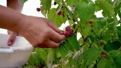 An elderly woman collects raspberries at sunset. Organic food. Stock Footage