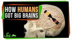 New Genetic Clues to the Mystery of Your Giant Brain Instructional Video