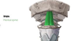 Geniohyoid muscle Instructional Video