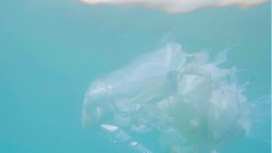 Cring Oceans Instructional Video