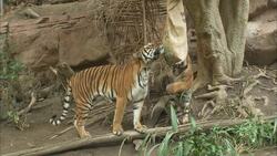 Multiple Personalities Are The Norm For These Beautiful Tiger Cubs Instructional Video