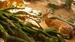 Wildlife scene. Beautiful young fallow whitetail deer, wild mammal animal in forest surrounding. Spotted, Chitals, Cheetal, Axis, Cervus nippon or Japanese deer grazing in natural habitat in the sun. Stock Footage