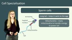 Cell Specialization: How Different Cells are Adapted to Their Functions Instructional Video