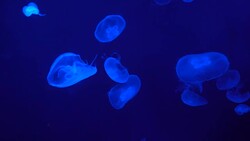 Blue jellyfish move in water, dark blue background. Stock Footage