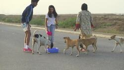 Life hard for Pakistan's stray animals in lockdown Instructional Video