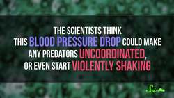 Injecting Yourself with Killer Bacteria Instructional Video