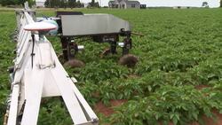 Potato-virus robot being honed for a 2nd summer, to do a job fewer humans are applying for on P.E.I. News Clip