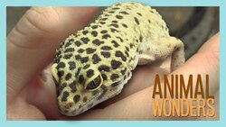 Smol Animal Hangout Instructional Video