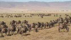 Blue Wildebeest: The Migratory Giants of the African Plains Instructional Video