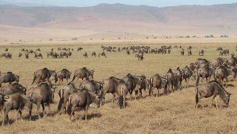 Blue Wildebeest: The Migratory Giants of the African Plains