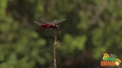 Discovering Dragonflies: Nature's Colorful and Swift Insects Instructional Video