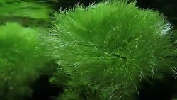 The algae in sea water Stock Footage