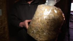 Mushroom Cultivation for Beginners: Logs, Patches, and Home Gardens Instructional Video