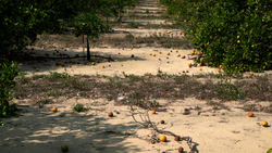What’s behind a severe decline in Florida’s citrus harvest News Clip