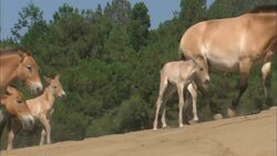 How These Horses Went Extinct And Why They’re Making a Slow Comeback Instructional Video