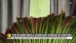 Australians Gather To Witness Rare, Smelly Corpse Flower Bloom in Sydney News Clip