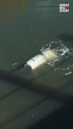 Underwater treasure, meet Gordon Davis, golf ball diver Instructional Video