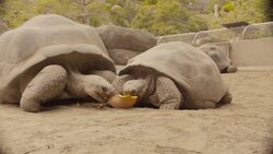 Fighting Over a Pumpkin Is What These Galapagos Tortoises Do Best! Instructional Video