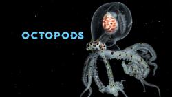 Understand the Life Cycle of the Octopus Instructional Video