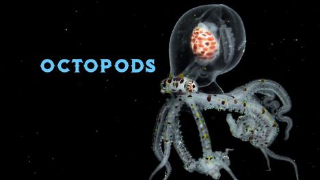 Understand the Life Cycle of the Octopus