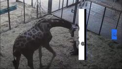 Watch: Endangered giraffe is born at Chester Zoo News Clip