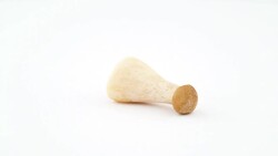 One small eryngii abalone tree mushroom. Lying position. Rotating on the turntable isolated on the white background. Close up. Macro. Stock Footage