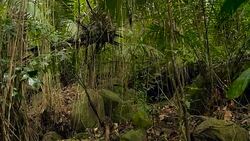 Wild, vivid vegetation of deep misty tropical forest. Jungle landscape. Interior of exotic asia woods. Mossy lianas dangling from the rainforest canopy. Green natural background of subtropical forest. Stock Footage