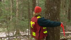 Nova Scotia hemlock trees under threat by invasive insect News Clip