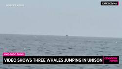 One Good Thing: Video Shows Three Whales Jumping in Unison News Clip