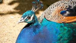 Elegant wild exotic bird with colorful artistic feathers. Close up of peacock textured plumage. Flying Indian green peafowl (Pavo cristatus) in real nature, vibrant pattern of luminous tail and wings. Stock Footage