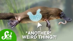 These Animals Lost Their Stomachs. Why? Instructional Video