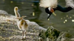 Introducing the Crowned Cranes! Some of the Most Interesting Creatures in the Animal Kingdom Instructional Video