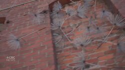 This Revelstoke blacksmith shapes steel into imaginative creations News Clip