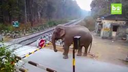 Cheeky Elephant Crosses Railway Track: SNAPPED IN THE WILD Instructional Video