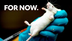 Animal research is still the best option Instructional Video