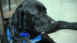 Canine Companions pair pups with people they were born to help News Clip