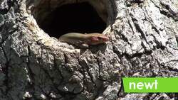 Alphabet Safari Instructional Video