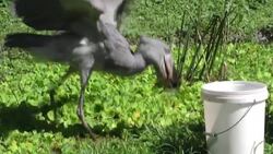 CLEAN : Animals thrive, but food running out at Uganda sanctuary under virus lockdown News Clip