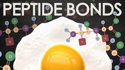 Peptide bonds Instructional Video
