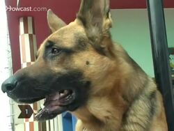How to Deal with an Aggressive Dog Instructional Video