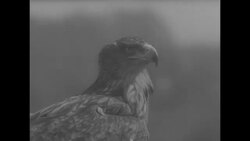 Eagles and their keeper in Teutoburg News Clip