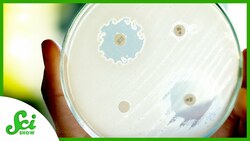 Hospitals are Hotspots for Antibiotic-resistant Germs Instructional Video