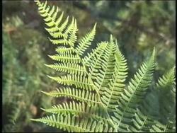 Photosynthesis and Plant Responses: Chemical Reactions in Photosynthesis Instructional Video